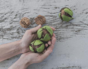 walnuts held in a palm